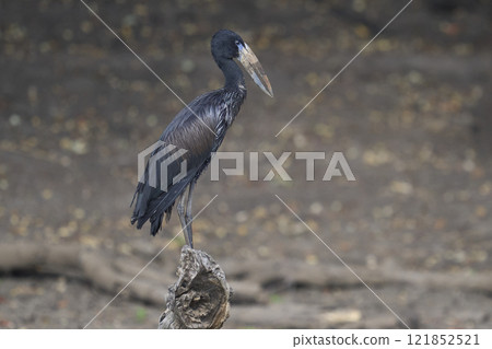 African Openbill African Openbill 121852521