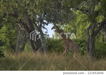 Thornicroft giraffe in woodland 121852640