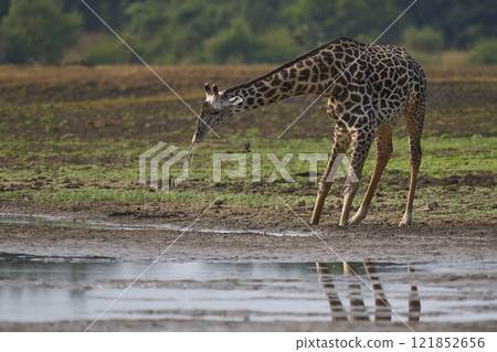 Thornicroft giraffe drinking Thornicroft giraffe drinking 121852656
