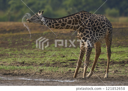 Thornicroft giraffe drinking Thornicroft giraffe drinking 121852658