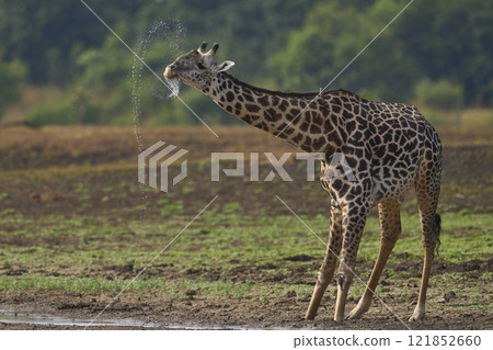 Thornicroft giraffe drinking Thornicroft giraffe drinking 121852660