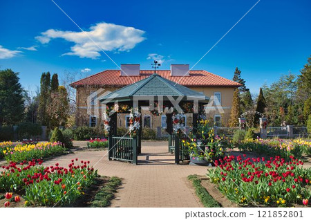 Christmas winter tulips 121852801