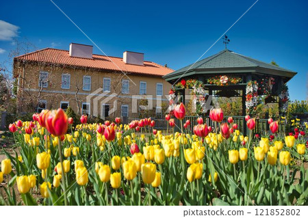 Colorful ice tulips Colorful ice tulips 121852802