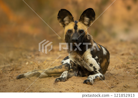 African wild dog lies staring into lens 121852913