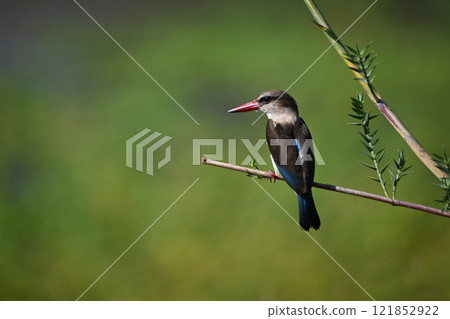 Brown-hooded kingfisher with catchlight on thin branch 121852922