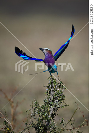 Lilac-breasted roller flaps wings to take off Lilac-breasted roller flaps wings to take off 121852929