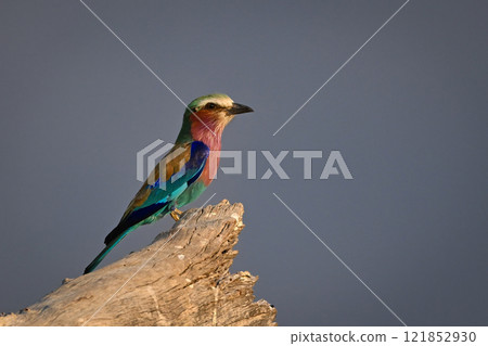 Lilac-breasted roller in profile on dry log 121852930