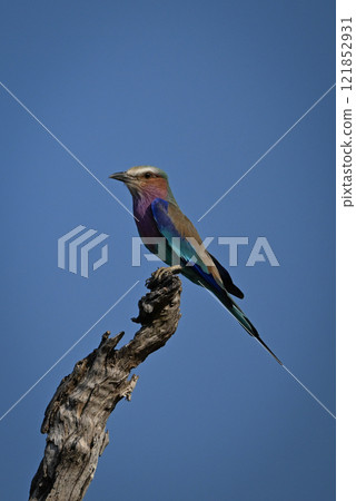 Lilac-breasted roller in profile on gnarled stump Lilac-breasted roller in profile on gnarled stump 121852931