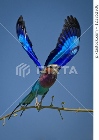 Lilac-breasted roller takes off from slim branch Lilac-breasted roller takes off from slim branch 121852936