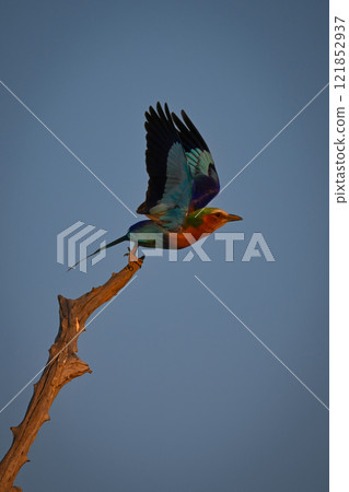 Lilac-breasted roller taking off beneath blue sky Lilac-breasted roller taking off beneath blue sky 121852937