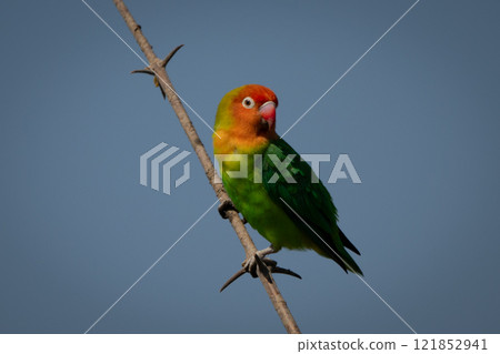 Lilian lovebird turns head on diagonal branch 121852941