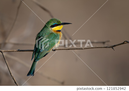 Little bee-eater in profile on slim twig Little bee-eater in profile on slim twig 121852942