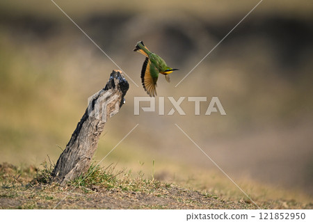 Little bee-eater takes off from tree stump Little bee-eater takes off from tree stump 121852950