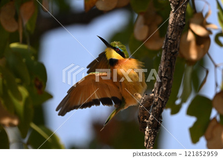 Little bee-eater with catchlight flying from branch Little bee-eater with catchlight flying from branch 121852959