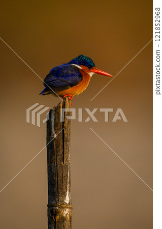 Malachite kingfisher faces right on bamboo pole Malachite kingfisher faces right on bamboo pole 121852968