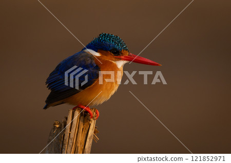 Malachite kingfisher faces right on wooden pole 121852971