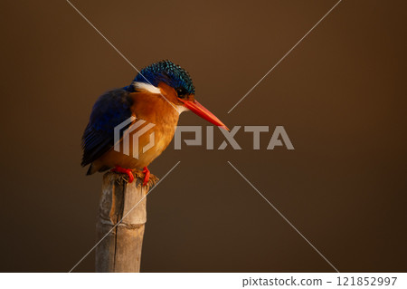 Malachite kingfisher on post in golden light 121852997