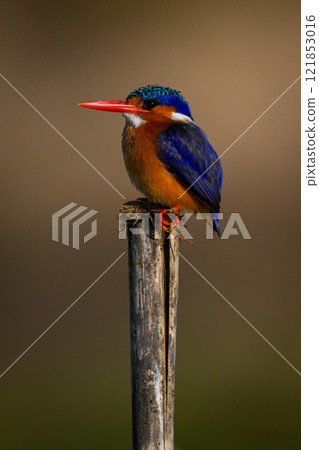 Malachite kingfisher stares ahead on cracked post Malachite kingfisher stares ahead on cracked post 121853016