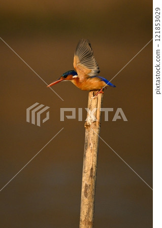 Malachite kingfisher taking off from wood post 121853029