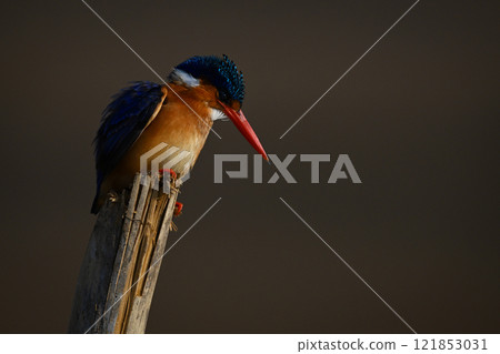 Malachite kingfisher tilts head on wood post Malachite kingfisher tilts head on wood post 121853031