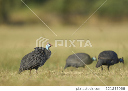 Helmeted Guineafowl 121853066
