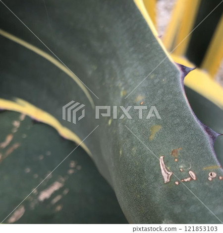 Green and yellow agave leaves with thorns. 121853103