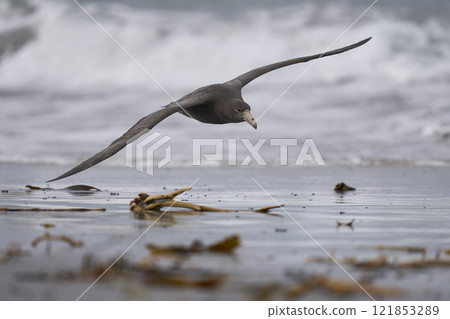 Southern Giant Petrel in flight Southern Giant Petrel in flight 121853289