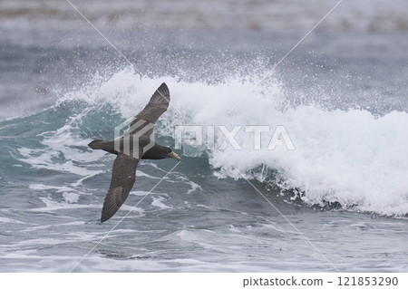 Southern Giant Petrel in flight 121853290
