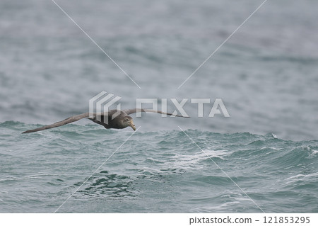 Southern Giant Petrel in flight Southern Giant Petrel in flight 121853295
