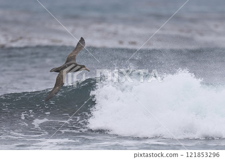 Southern Giant Petrel in flight 121853296