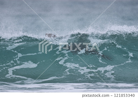 Southern Sea Lion surfing Southern Sea Lion surfing 121853340