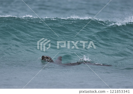 Southern Sea Lion surfing 121853341