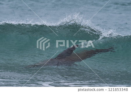 Southern Sea Lion surfing Southern Sea Lion surfing 121853348