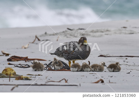 Female Falkland Steamer Duck with brood 121853360