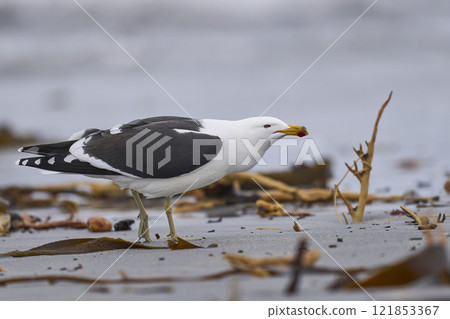 Kelp Gull displaying 121853367