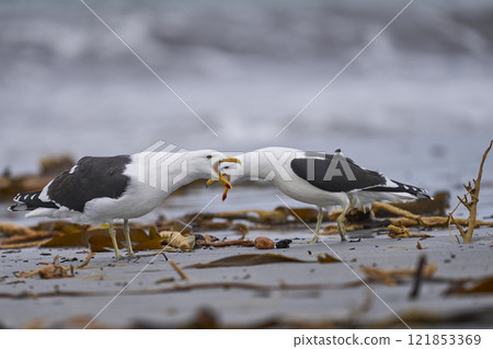 Kelp Gull displaying 121853369
