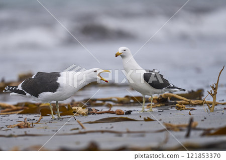 Kelp Gull displaying 121853370