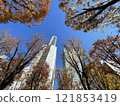 Street tree of autumn leaves Zelkova 121853419