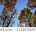 Autumnal Metasequoia tree and blue sky 121853420