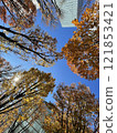 Autumnal zelkova trees and skyscrapers 121853421