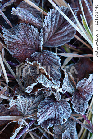 Frost-covered Leaves Create a Striking Pattern in Early Morning Sunlight in a Cool Autumn Setting Frost-covered Leaves Create a Striking Pattern in Early Morning Sunlight in a Cool Autumn Setting 121853440