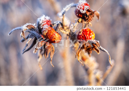 Frost-covered Berries Glisten in the Winter Sun During a Cold Morning in Nature Frost-covered Berries Glisten in the Winter Sun During a Cold Morning in Nature 121853441