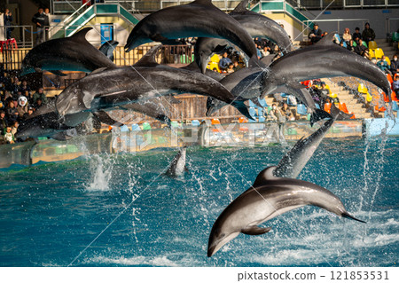 Wakayama Prefecture: Dolphin show scene 121853531