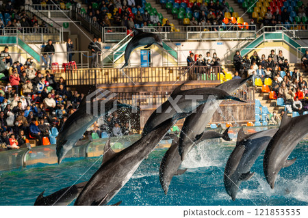 Wakayama Prefecture: Dolphin show scene 121853535