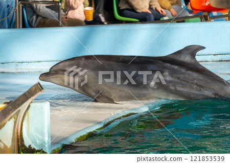 Wakayama Prefecture: Dolphin show scene 121853539