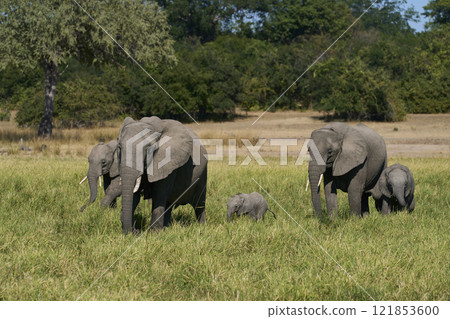 African Elephant in South Luangwa National Park African Elephant in South Luangwa National Park 121853600