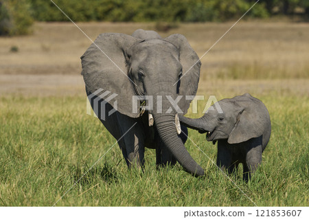 African Elephant in South Luangwa National Park 121853607