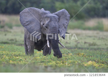 African Elephant feeding in a wetland African Elephant feeding in a wetland 121853644