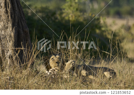 Male Lion in South Luangwa National Park 121853652