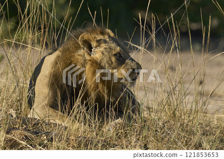 Male Lion in South Luangwa National Park 121853653